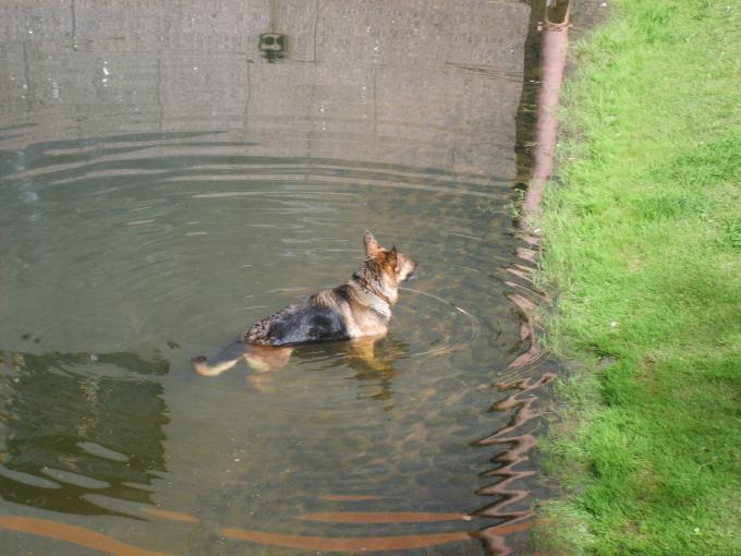 Где купается собака?