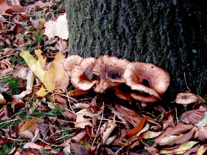 "Рюмочку нолил и один грибочек. Один." - классика кино.