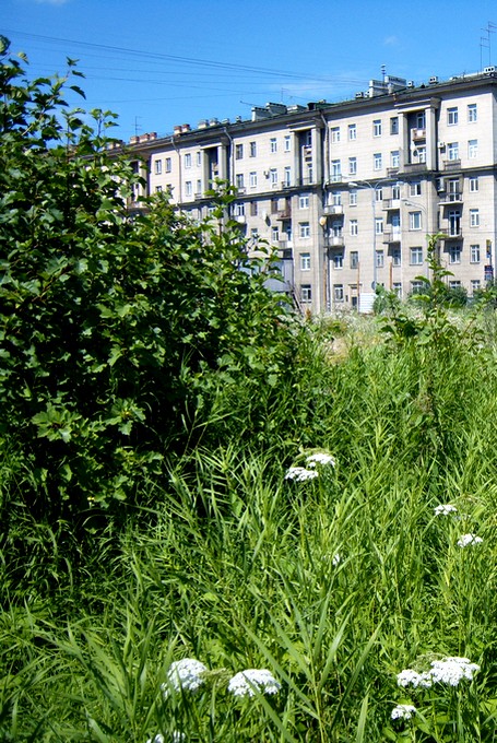 Где же так заросло?
