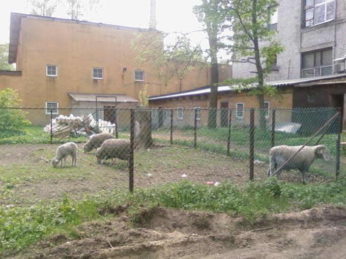 Бедные овечки!