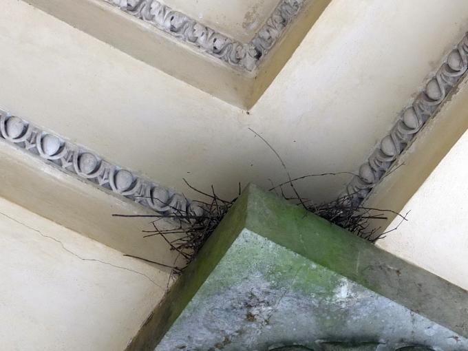 Гнездо. Где?