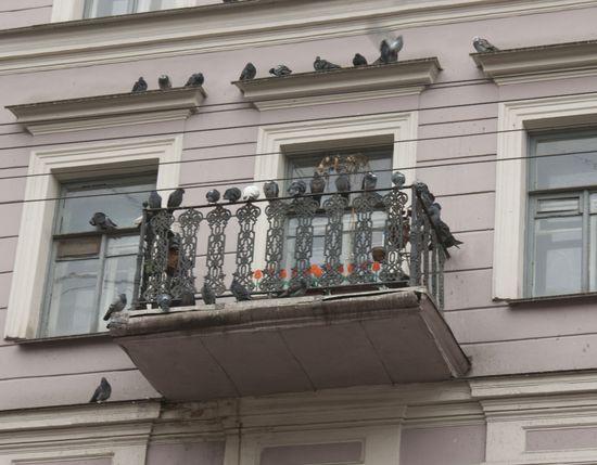 Любимый балкон птичек. Адрес?