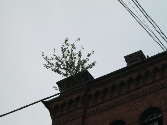 Дерево на крыше. Где?