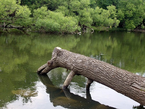 На какую речку "пришло на водопой" это дерево?