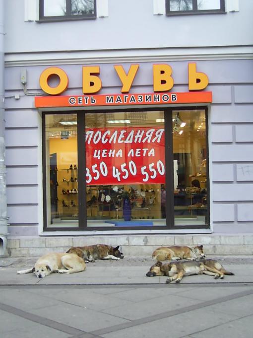 При покупке одной собаки - вторая бесплатно ;-))